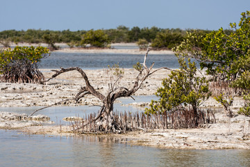 Zapata National Park Cuba  - swamp mangrove