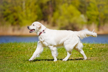golden retriever dog walking