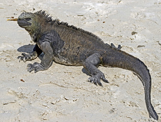 Marine iguana