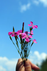 Blossoming wildflowers carnations in hand