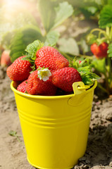Strawberries in the bucket