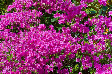 Obraz premium Rhododendron