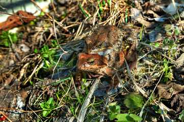 two brown toads