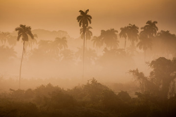 Wonderful sunrise above tropical palm jungle