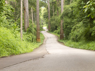 Fototapeta premium Curved road in forest on hill in Chiang Dao, Chiang Mai Thailand