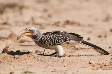 Yellow billed hornbill close digging for insects in dry Kalahari