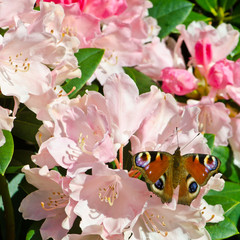 red admiral (Vanessa atalanta) butterfly on rhododendron flower