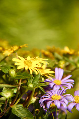 Fototapeta na wymiar yellow and violet flowers grow in garden