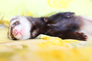 Sleeping funny ferret