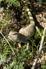 steppe agama