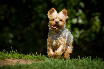 Yorkshire Terrier in Bewegung