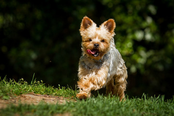 Yorkshire Terrier