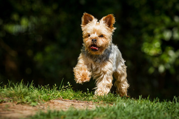 Yorkshire Terrier rennt