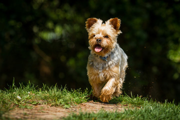 Yorkshire Terrier in Bewegung