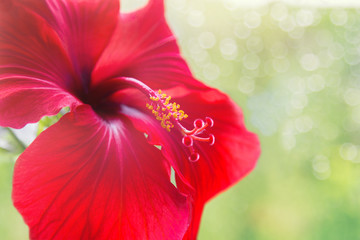 RED HIBISKUS © kuntabunt