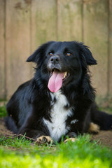 Border Collie Hündin