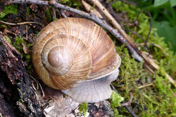 Weinbergschnecke...im Haus