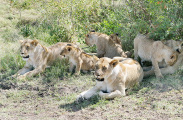 A group of lion resting near a bush of Masai Mara grassland