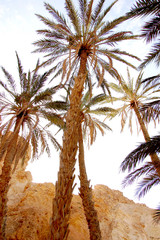 Beautiful mountain oasis in Tunisia