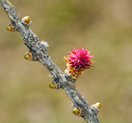 Fiore femminile di Larice alpino - Larix decidua