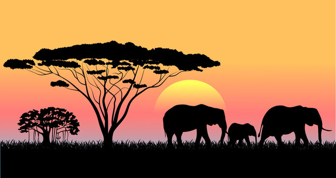 African Savanna An Evening Landscape