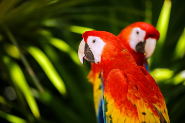 Obraz premium Portrait of ..Portrait of Scarlet Macaw parrots