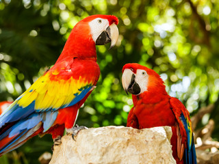 Portrait of ..Portrait of Scarlet Macaw parrots