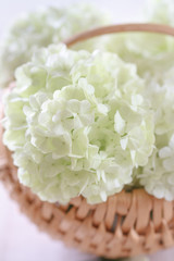 White hydrangea flowers on rustic wooden basket
