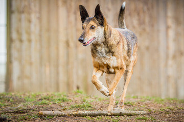 Schäferhund Mischling rennt