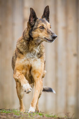 Schäferhund Mischling rennt