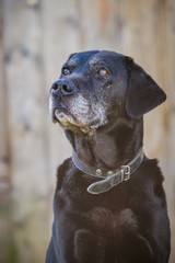 Alter Labrador Retriever