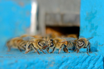 Bees at old hive entrance