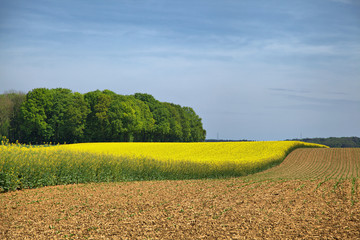 Rural landscape in Wallonia, Belgium