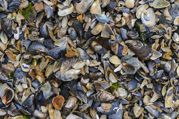 Colorful seashells at Black Sea