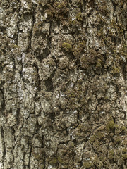 Corteza de árbol.