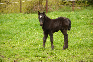 potro de color negro en prado de hierba verde