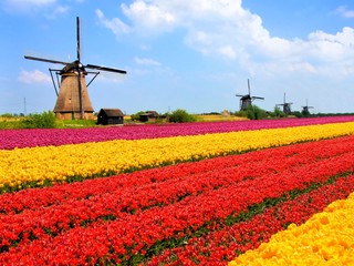 Vibrant tulips fields with windmills, Netherlands