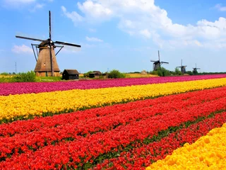 Gordijnen Levendige tulpenvelden met windmolens, Nederland © Jenifoto