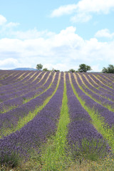 Naklejka na ściany i meble Lavender fields near Sault, France