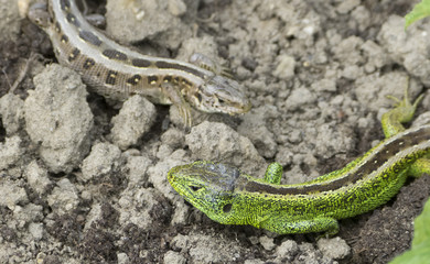 Zauneidechse - Lacerta agilis