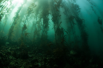 Fototapeta na wymiar Giant Kelp 2