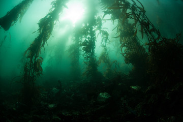 Kelp Forest 3