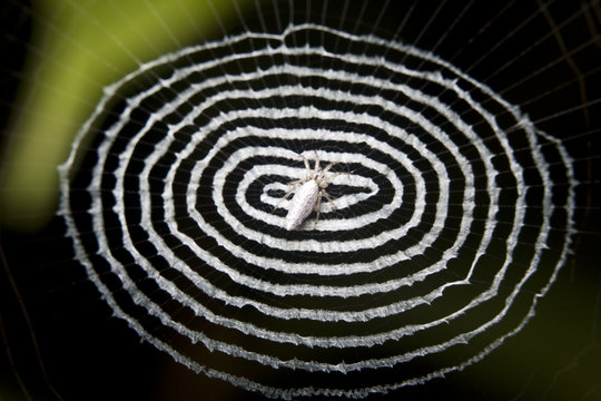 Macro of a white cyclosa spider, Malaysia, Borneo