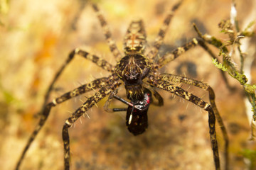 A large lichen spider with prey, Malaysia, Borneo