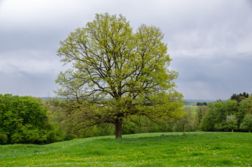 Fototapeta na wymiar Einsamer Baum