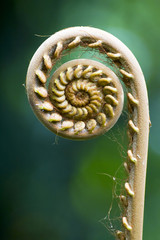 Close-up of a tropical palm fern