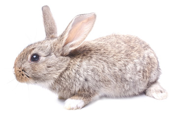 rabbit gray sitting on white background Easter holiday