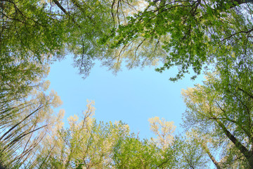 treetops on a background of blue sky nature beautiful landscape