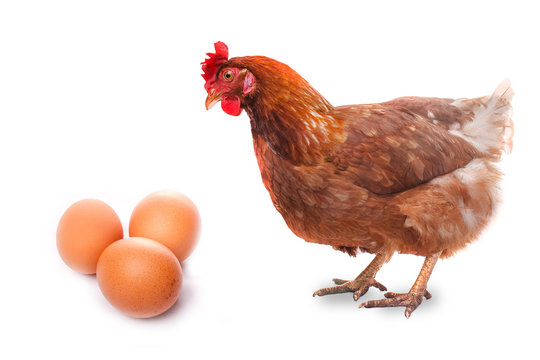 live chicken bird redhead looks at three eggs isolated on white