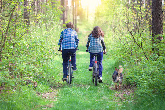 Young couple ride bicycles in the forest back to camera. Dog wal